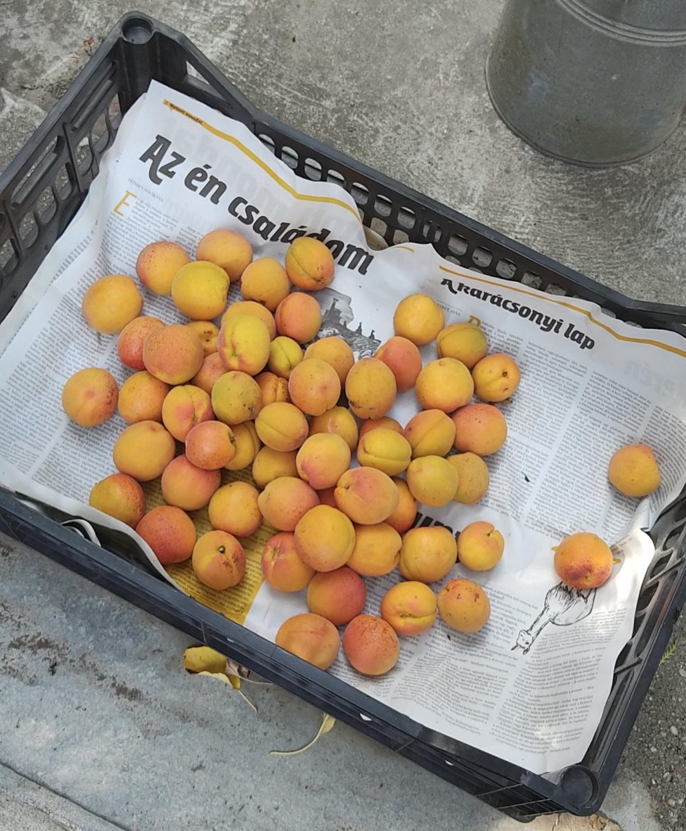 Apricot harvest