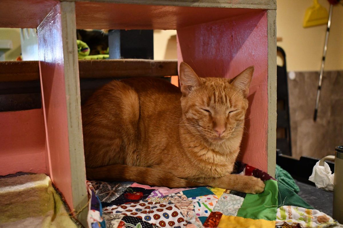 One of The Hermitage's 200 cats rests in a cat tower.