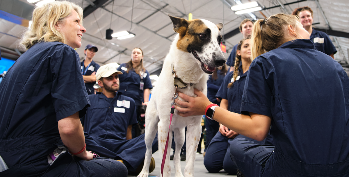 The College of Veterinary Medicine students working with smaller animals 