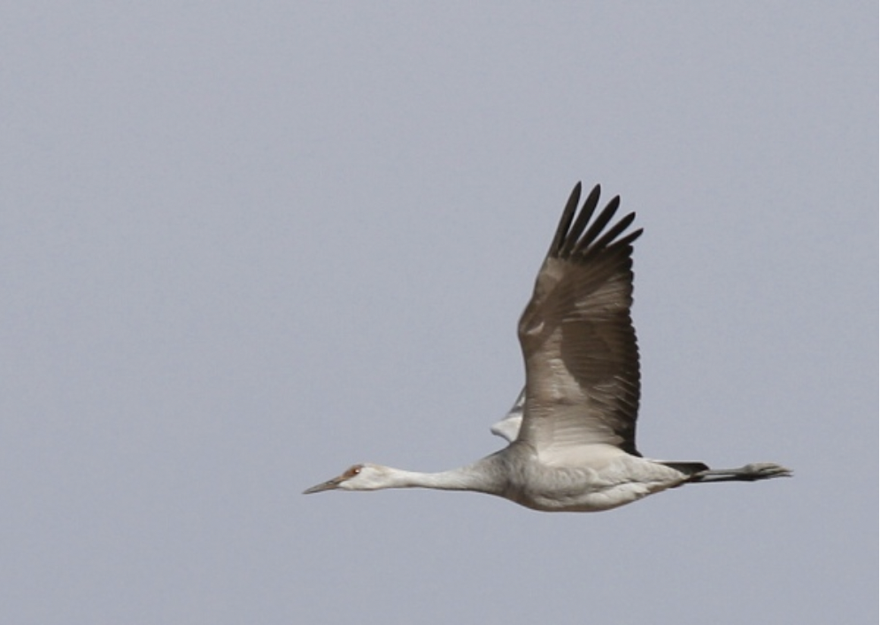 Sandhill cranes are regular winter visitors to southeastern Arizona. (Photo by Robert Shantz)