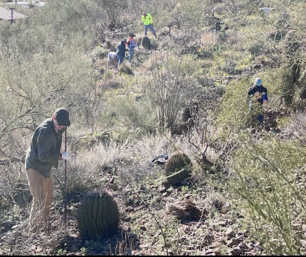 Volunteers pull buffelgrass at Sentinel Peak Park in Tucson, Ariz. on Feb. 7, 2026. There were about 75 volunteers all pulling buffelgrass at the kickoff. 