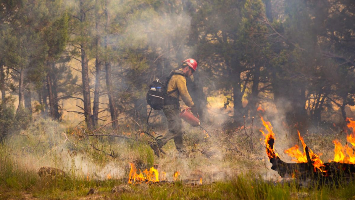 The Mormon Lake Hotshots work on the Wilbur Fire, the 2023 lightning-caused wildfire on the Mogollon Rim Ranger District of the Coconino National Forest. Randi Shaffer / U.S. Forest Service, Coconino National Forest