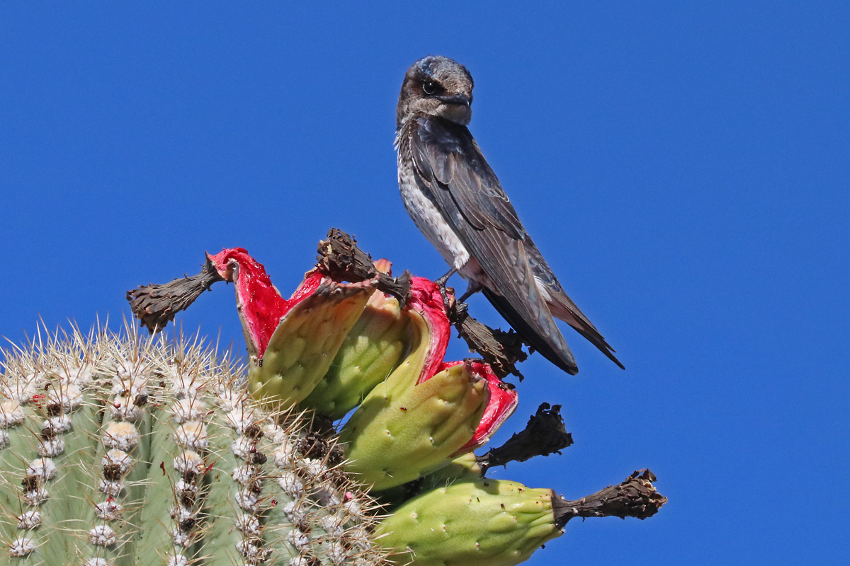 Desert Purple Martin 