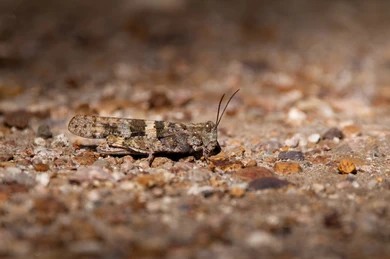 A macro of a pallid-winged grasshopper on the ground on March 7, 2022. (Courtesy of Shutter Stock)
