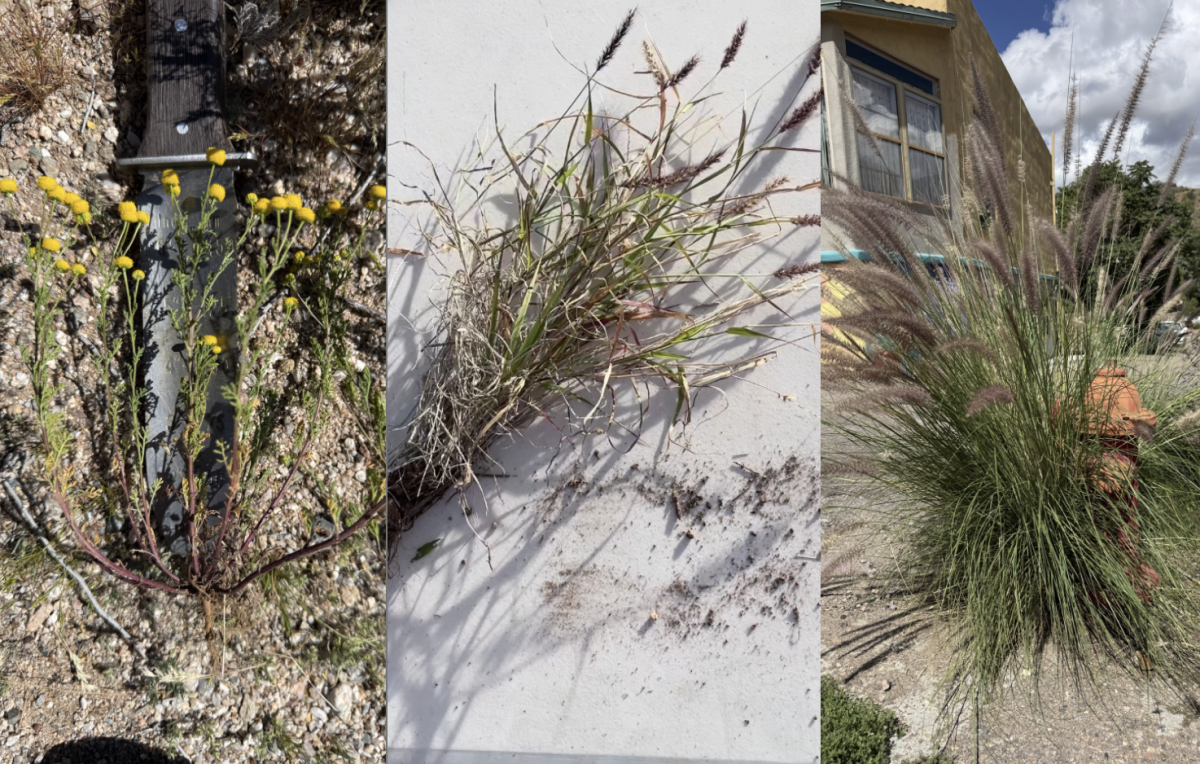 (Left) A stinknet cluster removed from East Tucson, Ariz. using a weeding knife. This cluster has thousands of seeds in the petalless bulbs. (Courtesy of Tony Figueroa) 
(Center) A living and green piece of buffelgrass removed from Sentinel Peak Park in Tucson, Ariz. on Feb. 7, 2026. This piece was removed during the Save our Saguros kickoff by volunteers. (Photo by Rory Cunnington)
(Right) A thriving fountain grass bush grows next to a fire hydrant in Bisbee, Ariz. Fountain grass is an ornamental grass used for decoration but requires more water than native plants and outcompetes them for it. (Courtesy of Tony Figueroa) 
